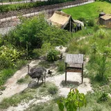 El recinto de sabana del BioParque do Rio, con avestruces