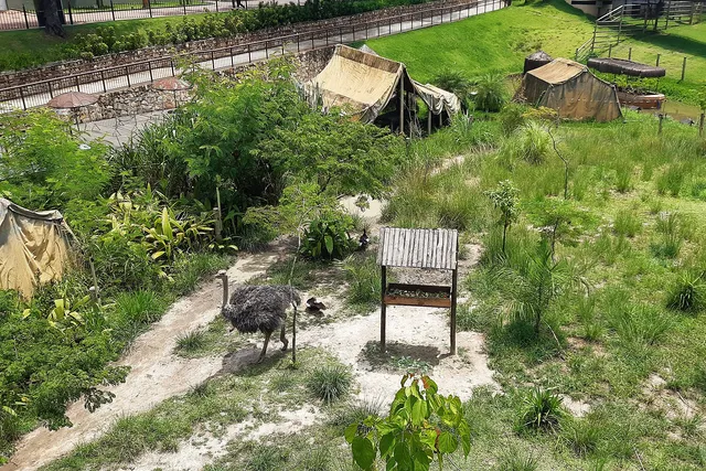 El recinto de sabana del BioParque do Rio, con avestruces