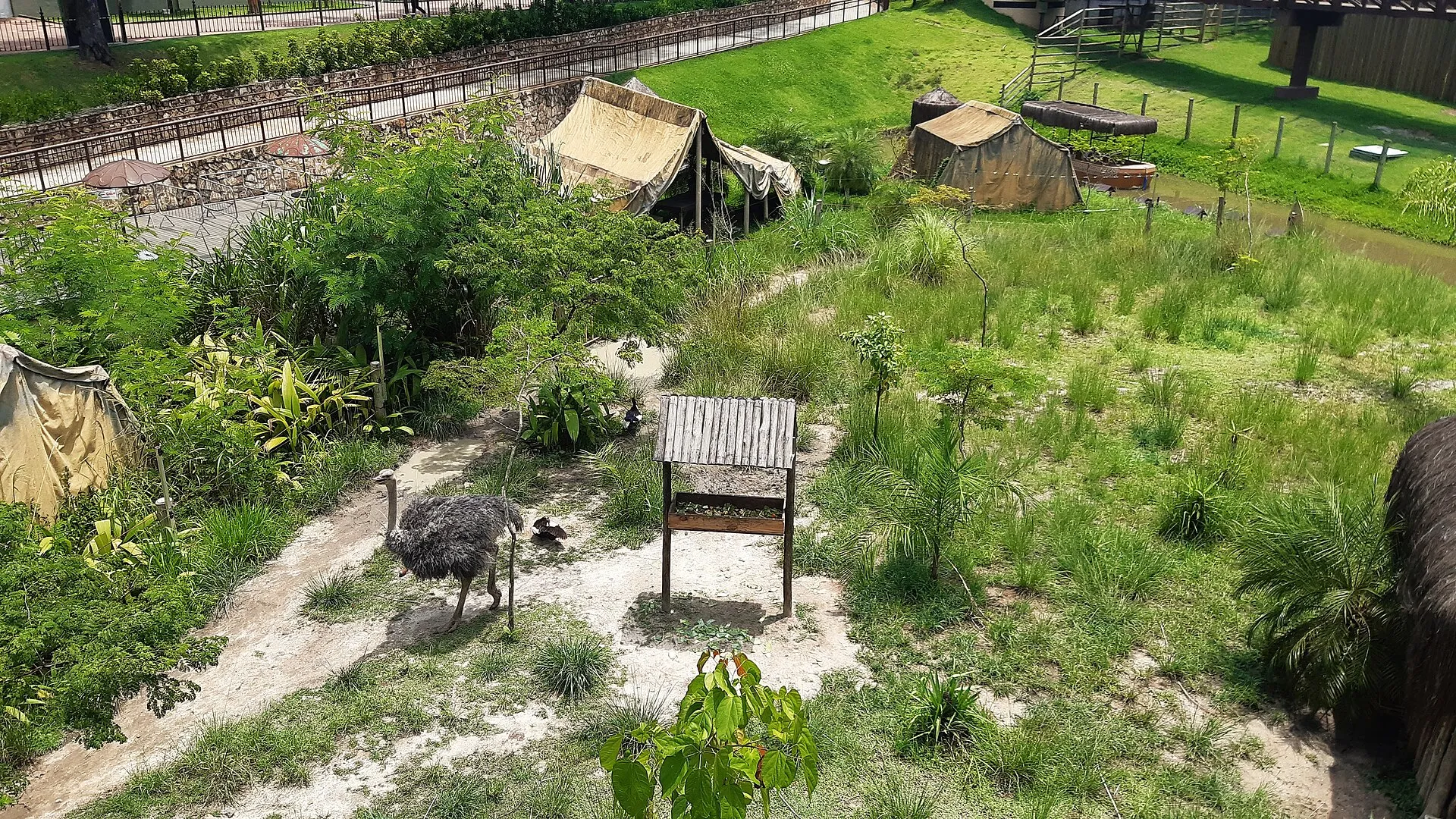 El recinto de sabana del BioParque do Rio, con avestruces