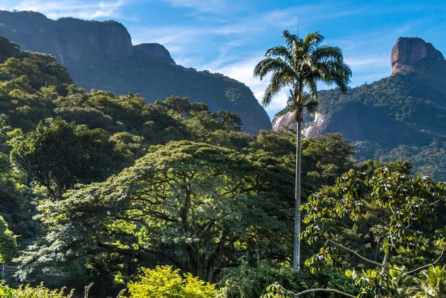 La Floresta da Tijuca con la Pedra da Gávea al fondo